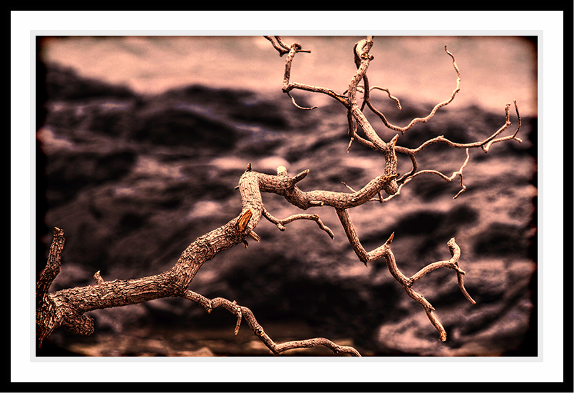 A branch without any leaves in sepia tones.